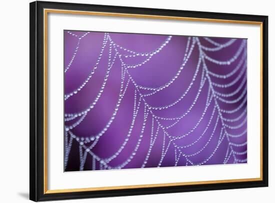 Dew Covered Spider's Web with Flowering Heather, Arne Rspb Reserve, Dorset, England-Ross Hoddinott-Framed Photographic Print