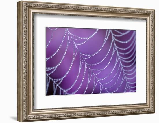 Dew Covered Spider's Web with Flowering Heather, Arne Rspb Reserve, Dorset, England-Ross Hoddinott-Framed Photographic Print