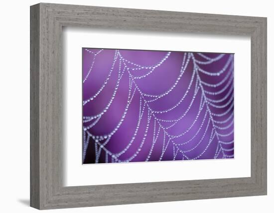 Dew Covered Spider's Web with Flowering Heather, Arne Rspb Reserve, Dorset, England-Ross Hoddinott-Framed Photographic Print