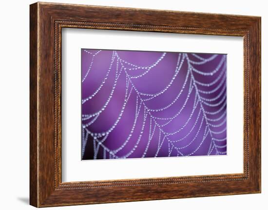 Dew Covered Spider's Web with Flowering Heather, Arne Rspb Reserve, Dorset, England-Ross Hoddinott-Framed Photographic Print