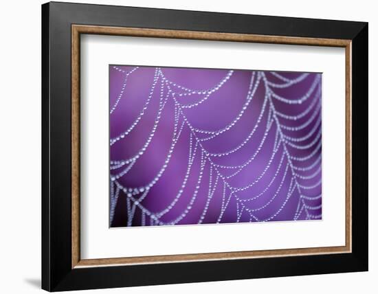 Dew Covered Spider's Web with Flowering Heather, Arne Rspb Reserve, Dorset, England-Ross Hoddinott-Framed Photographic Print