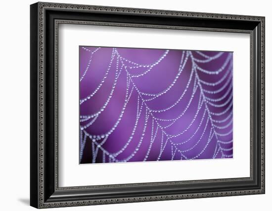 Dew Covered Spider's Web with Flowering Heather, Arne Rspb Reserve, Dorset, England-Ross Hoddinott-Framed Photographic Print