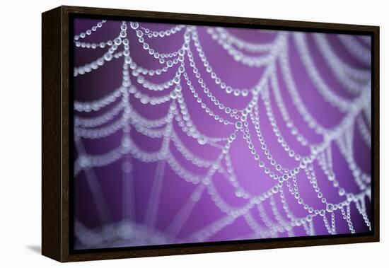 Dew Covered Spider's Web with Pink Flowering Heather in the Background, Dorset, UK-Ross Hoddinott-Framed Premier Image Canvas