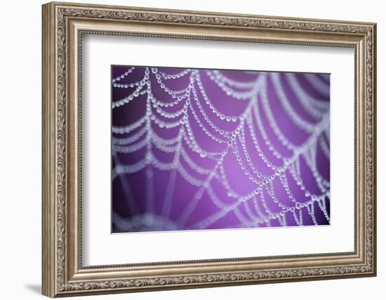 Dew Covered Spider's Web with Pink Flowering Heather in the Background, Dorset, UK-Ross Hoddinott-Framed Photographic Print