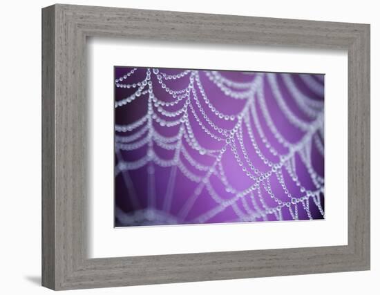 Dew Covered Spider's Web with Pink Flowering Heather in the Background, Dorset, UK-Ross Hoddinott-Framed Photographic Print