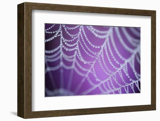 Dew Covered Spider's Web with Pink Flowering Heather in the Background, Dorset, UK-Ross Hoddinott-Framed Photographic Print