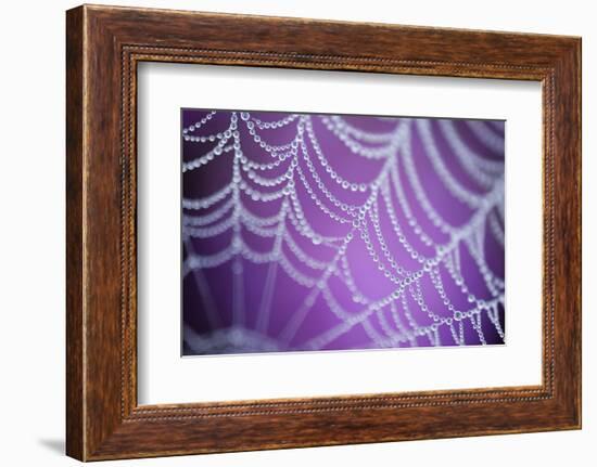 Dew Covered Spider's Web with Pink Flowering Heather in the Background, Dorset, UK-Ross Hoddinott-Framed Photographic Print