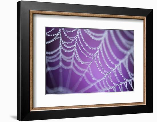 Dew Covered Spider's Web with Pink Flowering Heather in the Background, Dorset, UK-Ross Hoddinott-Framed Photographic Print