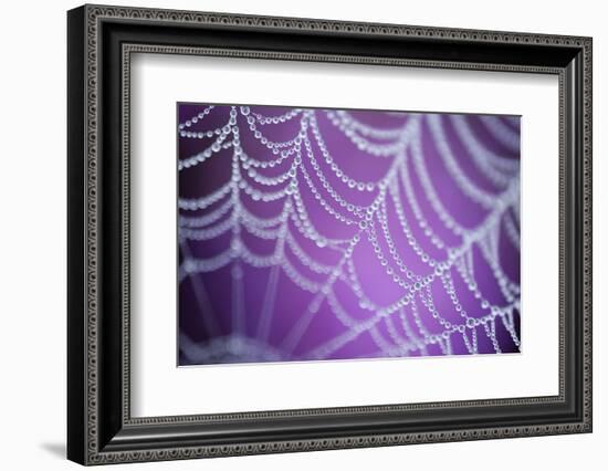 Dew Covered Spider's Web with Pink Flowering Heather in the Background, Dorset, UK-Ross Hoddinott-Framed Photographic Print