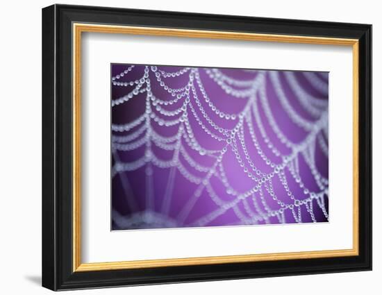 Dew Covered Spider's Web with Pink Flowering Heather in the Background, Dorset, UK-Ross Hoddinott-Framed Photographic Print