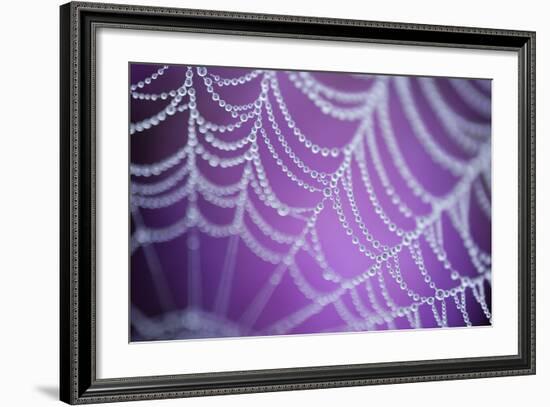 Dew Covered Spider's Web with Pink Flowering Heather in the Background, Dorset, UK-Ross Hoddinott-Framed Photographic Print