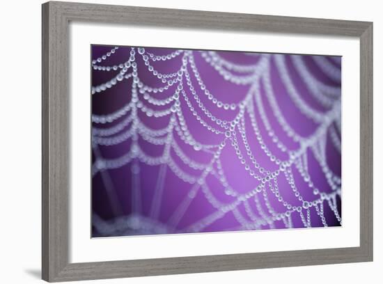 Dew Covered Spider's Web with Pink Flowering Heather in the Background, Dorset, UK-Ross Hoddinott-Framed Photographic Print