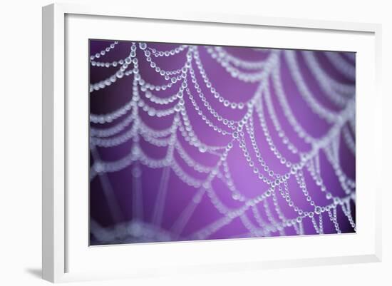 Dew Covered Spider's Web with Pink Flowering Heather in the Background, Dorset, UK-Ross Hoddinott-Framed Photographic Print