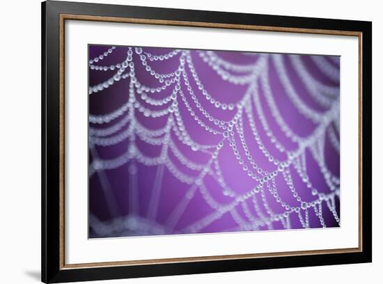 Dew Covered Spider's Web with Pink Flowering Heather in the Background, Dorset, UK-Ross Hoddinott-Framed Photographic Print