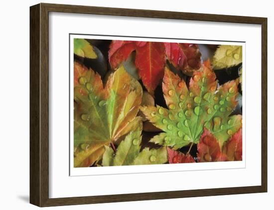 Dew Covered Vine Maple-Donald Paulson-Framed Giclee Print