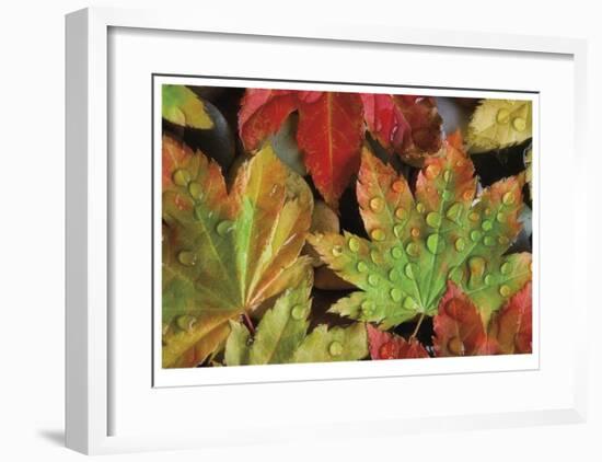 Dew Covered Vine Maple-Donald Paulson-Framed Giclee Print