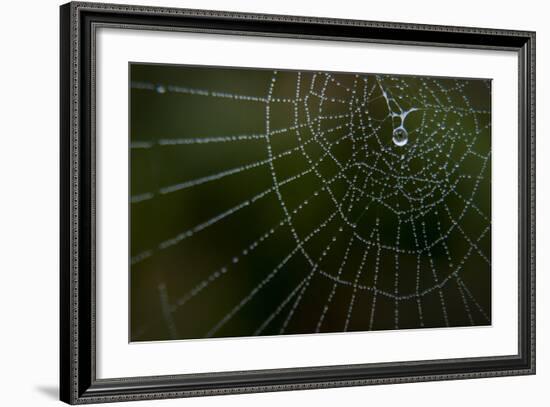 Dew Drop on Spider Web in Western Washington-Steven Gnam-Framed Photographic Print