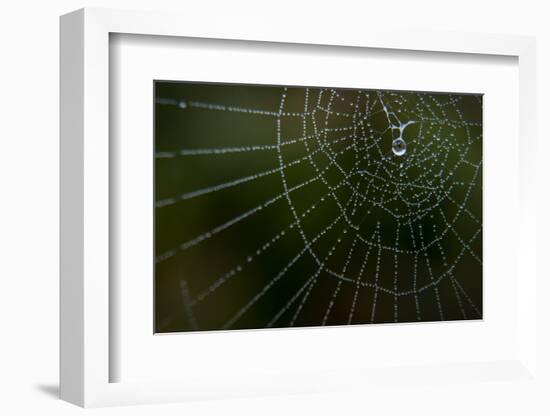 Dew Drop on Spider Web in Western Washington-Steven Gnam-Framed Photographic Print