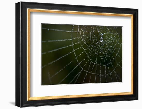 Dew Drop on Spider Web in Western Washington-Steven Gnam-Framed Photographic Print