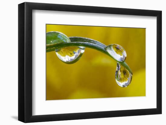 Dew drop reflecting flowers from Asiatic Lily-Darrell Gulin-Framed Photographic Print