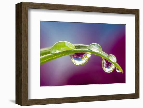 Dew drop reflecting flowers from Asiatic Lily-Darrell Gulin-Framed Photographic Print