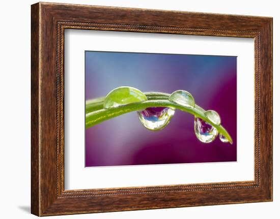 Dew drop reflecting flowers from Asiatic Lily-Darrell Gulin-Framed Photographic Print