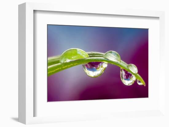 Dew drop reflecting flowers from Asiatic Lily-Darrell Gulin-Framed Photographic Print