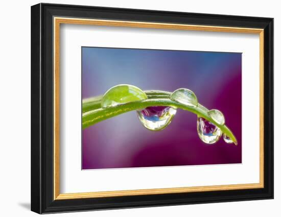 Dew drop reflecting flowers from Asiatic Lily-Darrell Gulin-Framed Photographic Print