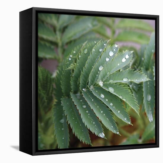 Dew Drops I-Nicole Katano-Framed Stretched Canvas