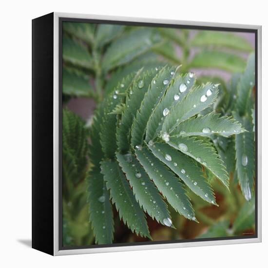 Dew Drops I-Nicole Katano-Framed Stretched Canvas