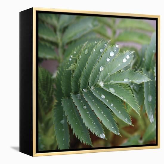 Dew Drops I-Nicole Katano-Framed Stretched Canvas