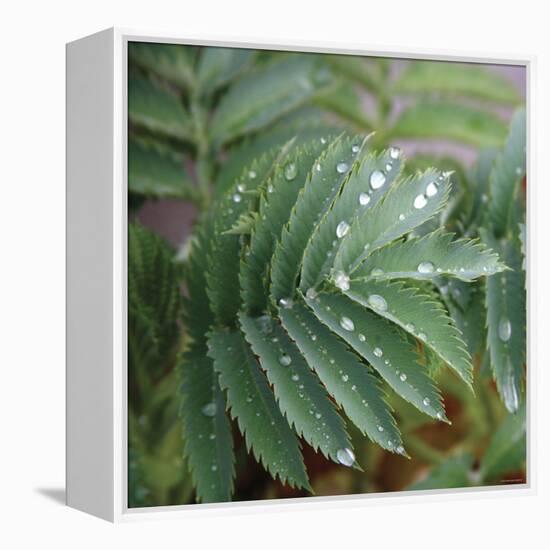 Dew Drops I-Nicole Katano-Framed Stretched Canvas