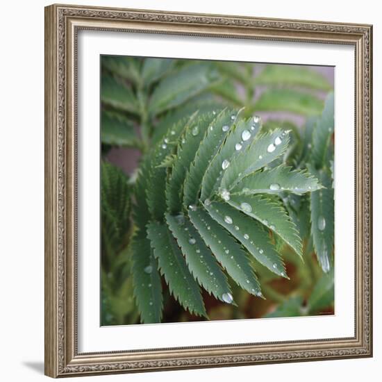 Dew Drops I-Nicole Katano-Framed Photo