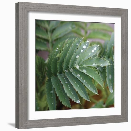 Dew Drops I-Nicole Katano-Framed Photo