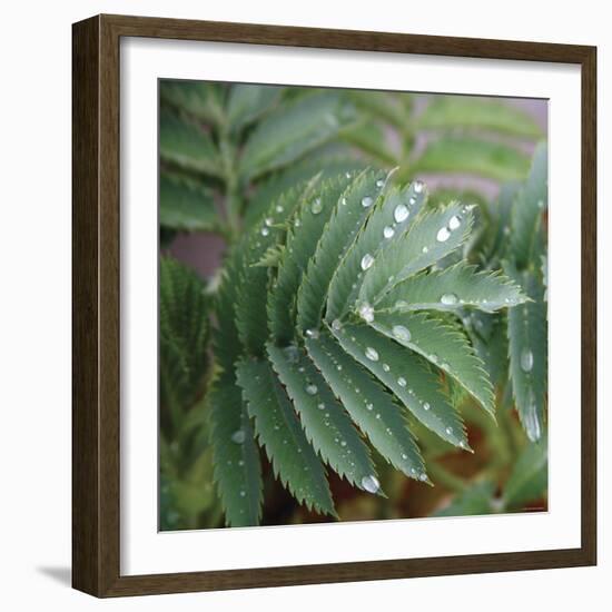 Dew Drops I-Nicole Katano-Framed Photo