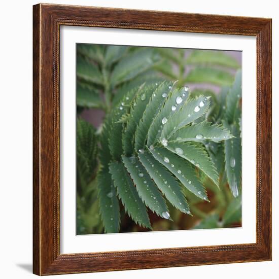 Dew Drops I-Nicole Katano-Framed Photo