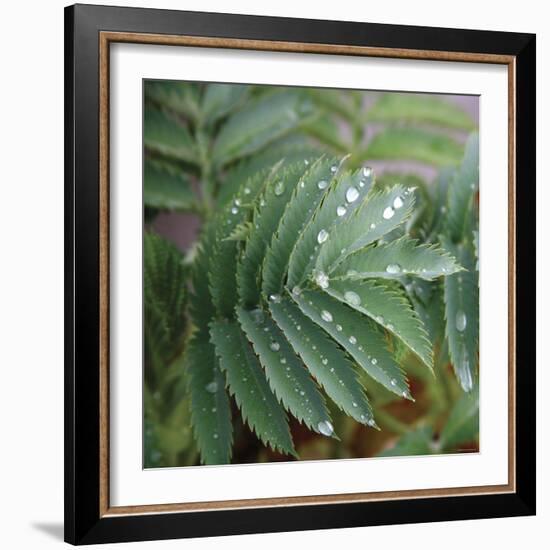 Dew Drops I-Nicole Katano-Framed Photo