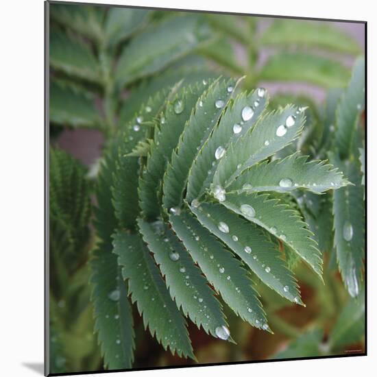 Dew Drops I-Nicole Katano-Mounted Photo