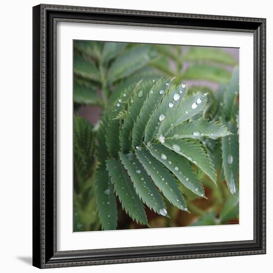 Dew Drops I-Nicole Katano-Framed Photo