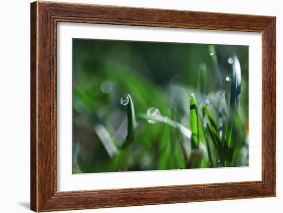 Dew Drops I-Leesa White-Framed Photographic Print