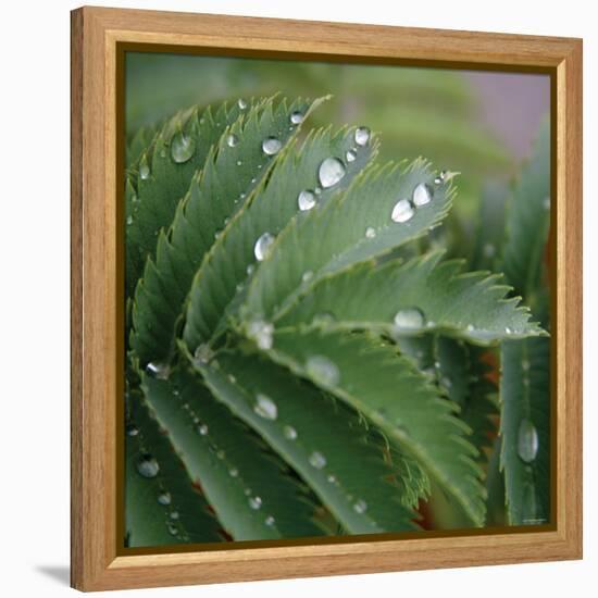 Dew Drops II-Nicole Katano-Framed Stretched Canvas