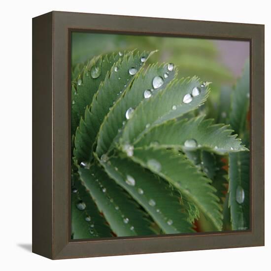 Dew Drops II-Nicole Katano-Framed Stretched Canvas