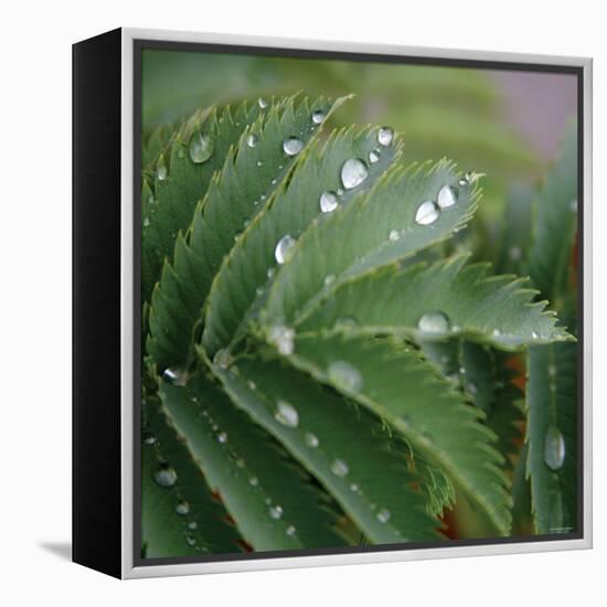 Dew Drops II-Nicole Katano-Framed Stretched Canvas