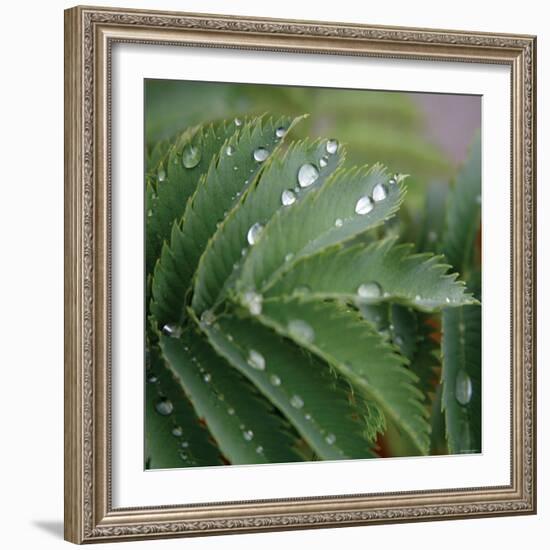 Dew Drops II-Nicole Katano-Framed Photo