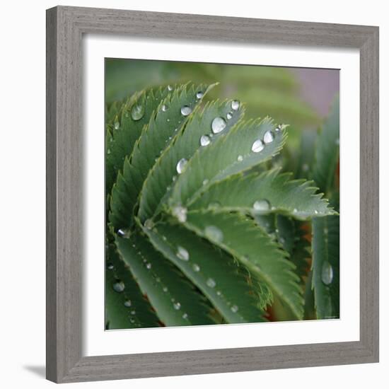 Dew Drops II-Nicole Katano-Framed Photo