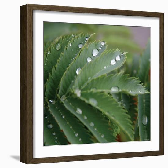 Dew Drops II-Nicole Katano-Framed Photo