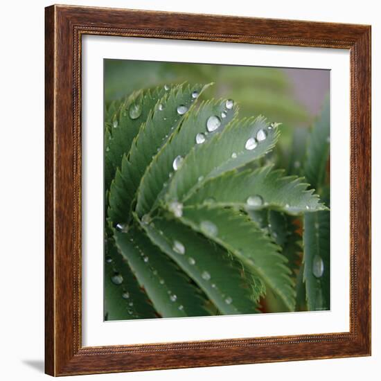 Dew Drops II-Nicole Katano-Framed Photo