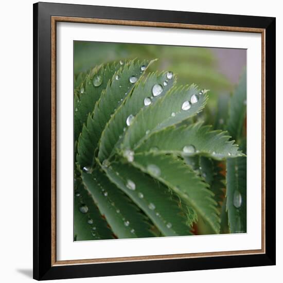 Dew Drops II-Nicole Katano-Framed Photo