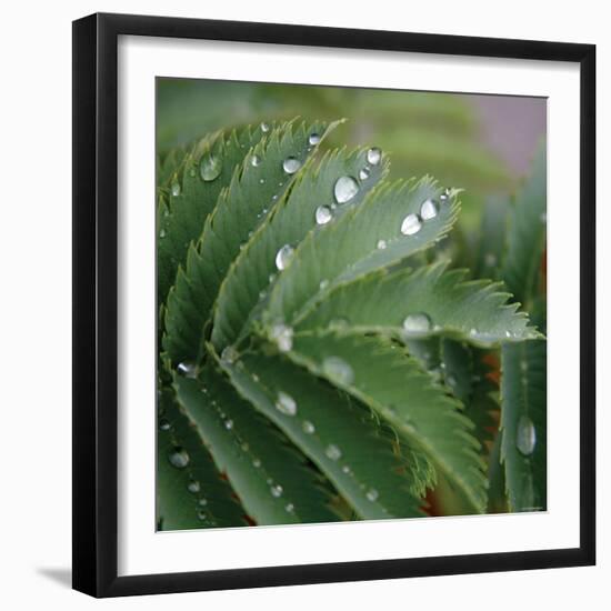 Dew Drops II-Nicole Katano-Framed Photo