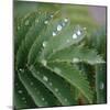 Dew Drops II-Nicole Katano-Mounted Photo